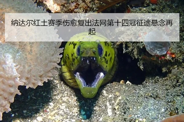 na-da-er-hong-tu-sai-ji-shang-yu-fu-chu-fa-wang-di-shi-si-guan-zheng-tu-xuan-nian-zai-qi-2-111.jpg