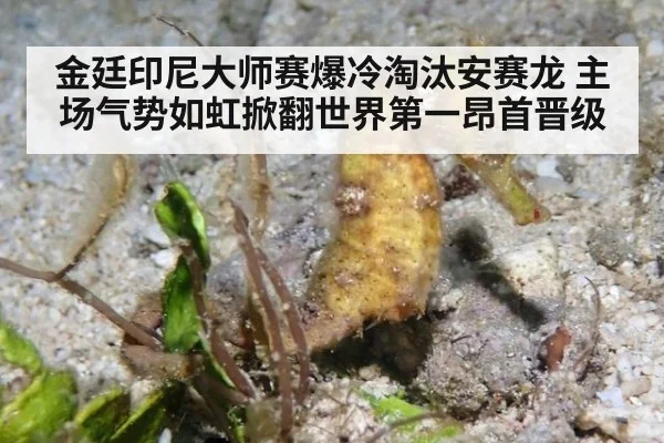 金廷印尼大师赛爆冷淘汰安赛龙 主场气势如虹掀翻世界第一昂首晋级